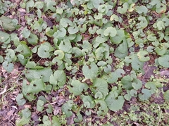 Alliaria petiolata