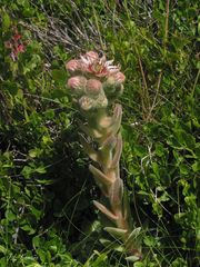 Sempervivum vicentei