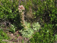 Sempervivum vicentei