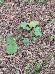 Alliaria petiolata