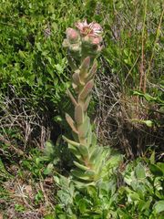 Sempervivum vicentei