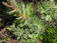Sempervivum vicentei