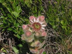 Sempervivum vicentei