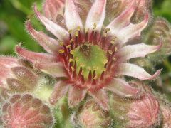 Sempervivum vicentei