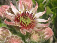 Sempervivum vicentei