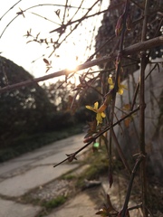 Jasminum nudiflorum
