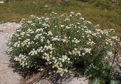 Achillea pyrenaica