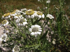 Achillea pyrenaica