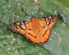 Myscelus epimachia