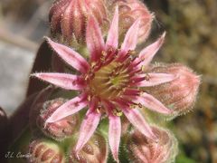 Sempervivum vicentei