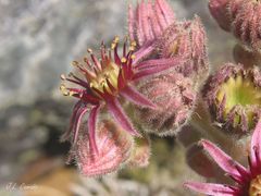 Sempervivum vicentei