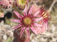Sempervivum vicentei
