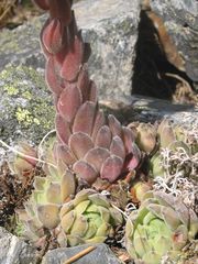 Sempervivum vicentei