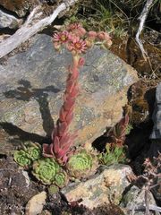 Sempervivum vicentei