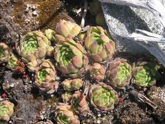 Sempervivum vicentei
