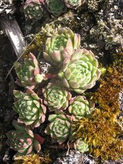 Sempervivum vicentei