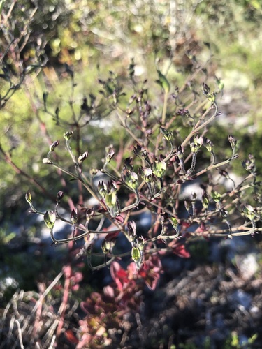 Trichostema suffrutescens image
