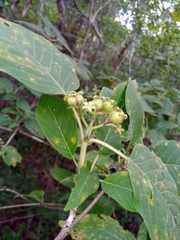 Schizenterospermum