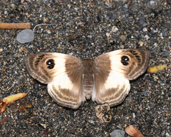 Ocella albata