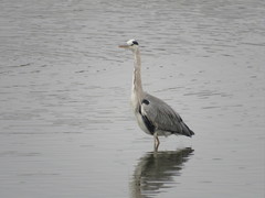 Ardea cinerea