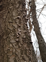 Schizophyllum commune