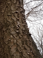 Schizophyllum commune