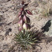 Dwarf Yucca - Photo (c) Bryant Olsen, some rights reserved (CC BY-NC), uploaded by Bryant Olsen