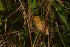 Boana bischoffi