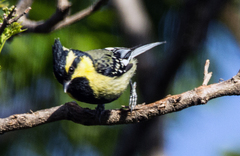 Machlolophus xanthogenys