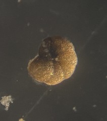 Haplophragmoididae