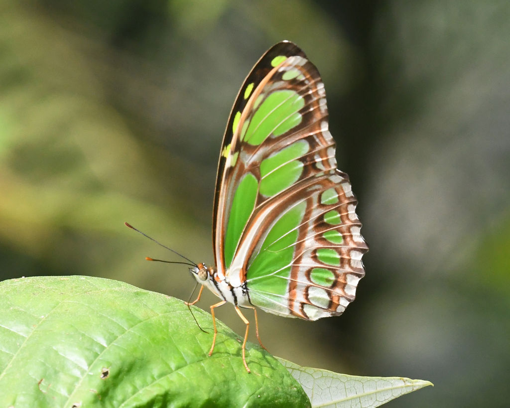 Philaethria ostara