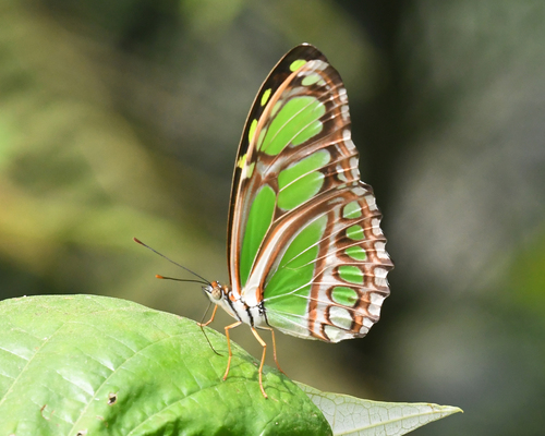 Philaethria ostara