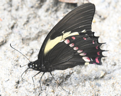 Papilio menatius