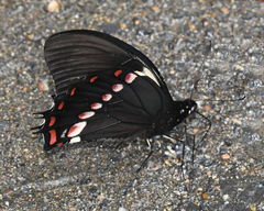 Papilio menatius