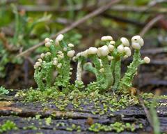 Cladonia botrytes