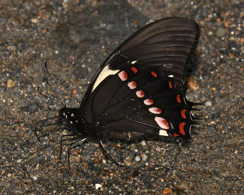 Menatius Swallowtail