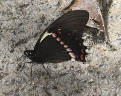 Papilio menatius