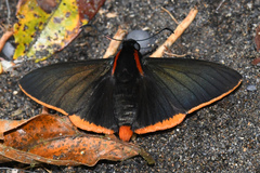 Pyrrhopyge hadassa
