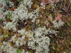 Cladonia stygia