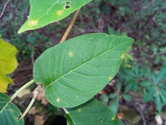 Schizenterospermum
