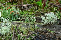 Cladonia botrytes
