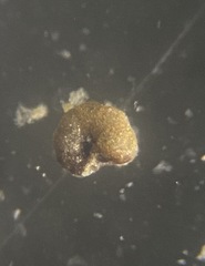 Haplophragmoididae