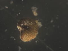 Haplophragmoididae