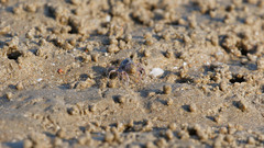 Mictyris longicarpus