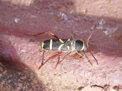 Clytus arietoides