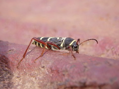 Clytus arietoides