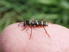 Clytus arietoides