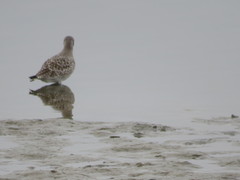 Pluvialis squatarola