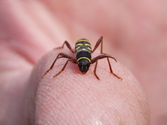 Clytus arietoides