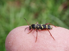 Clytus arietoides
